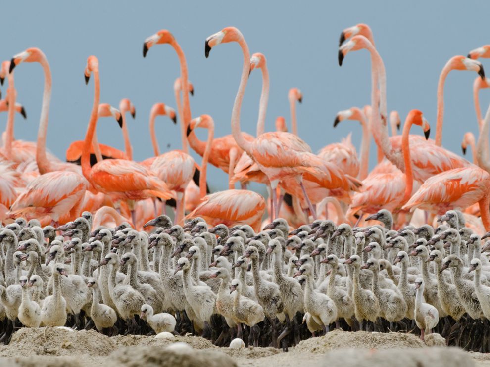 Flamingo Chicks, Mexico