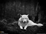 Gray Wolf, Washington