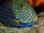 Striped Surgeonfish, National Geographic