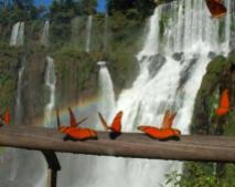 Iguazu Falls, Facebook page “Nature Pictures” https://www.facebook.com/Nature.picture.f.a , located on the river of the same name, is one of the largest waterfalls in the world. They stretch more than 2,700 feet in length, forming a series of semicircular shape. Of the 275 separate waterfalls that together make up the Iguazu Falls, the highest is the “Devil’s Throat.”