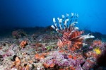 Lion fish swimming above reef