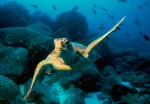 A sea turtle swims above the rocks of the sea bottom.