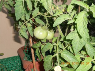 What can you have in your balcony - Tomatoes Photo Credit: Camille Delcour